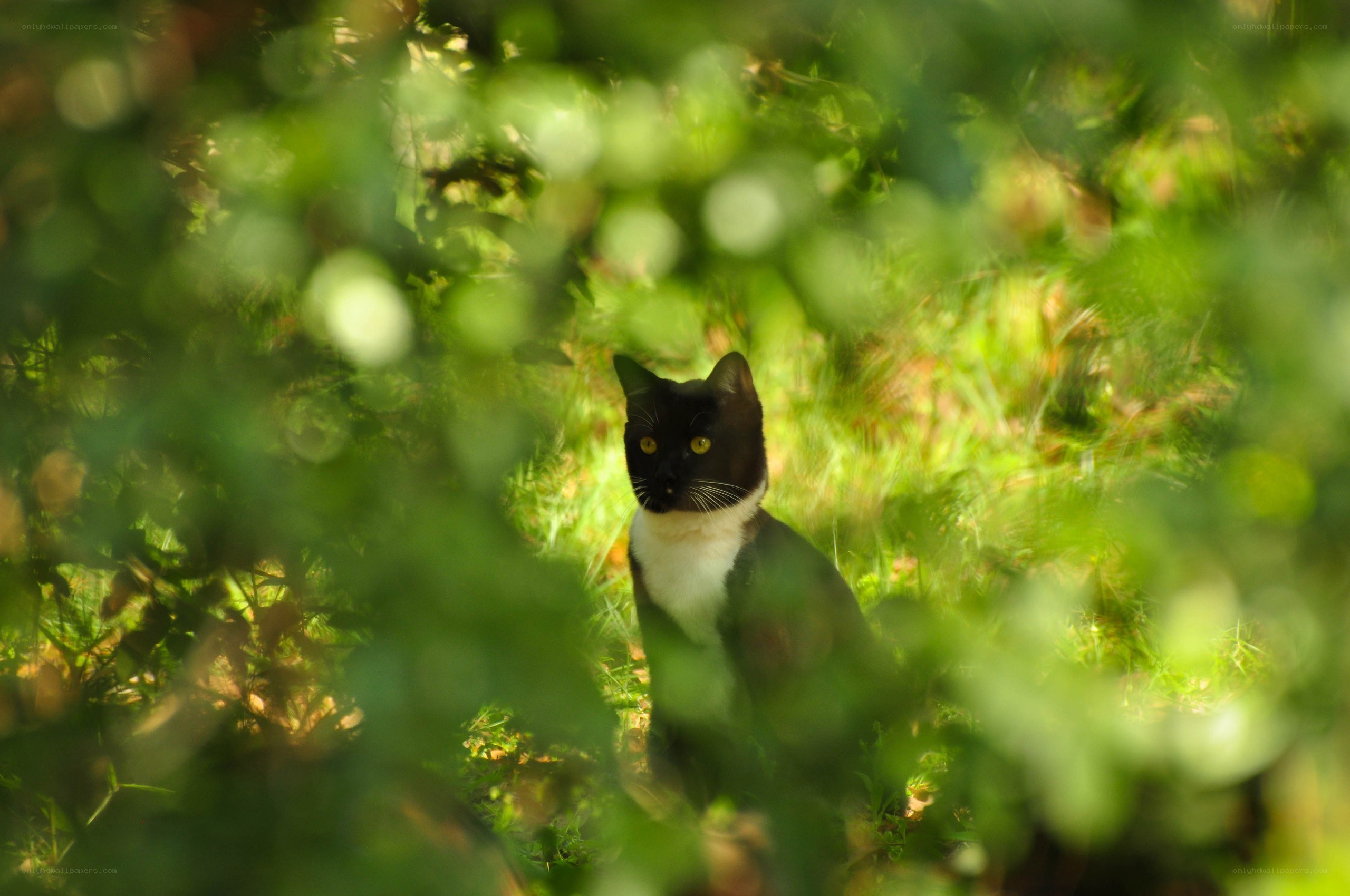 cat in green foliage