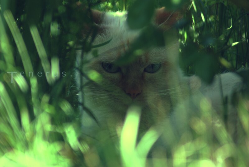 cat in green foliage