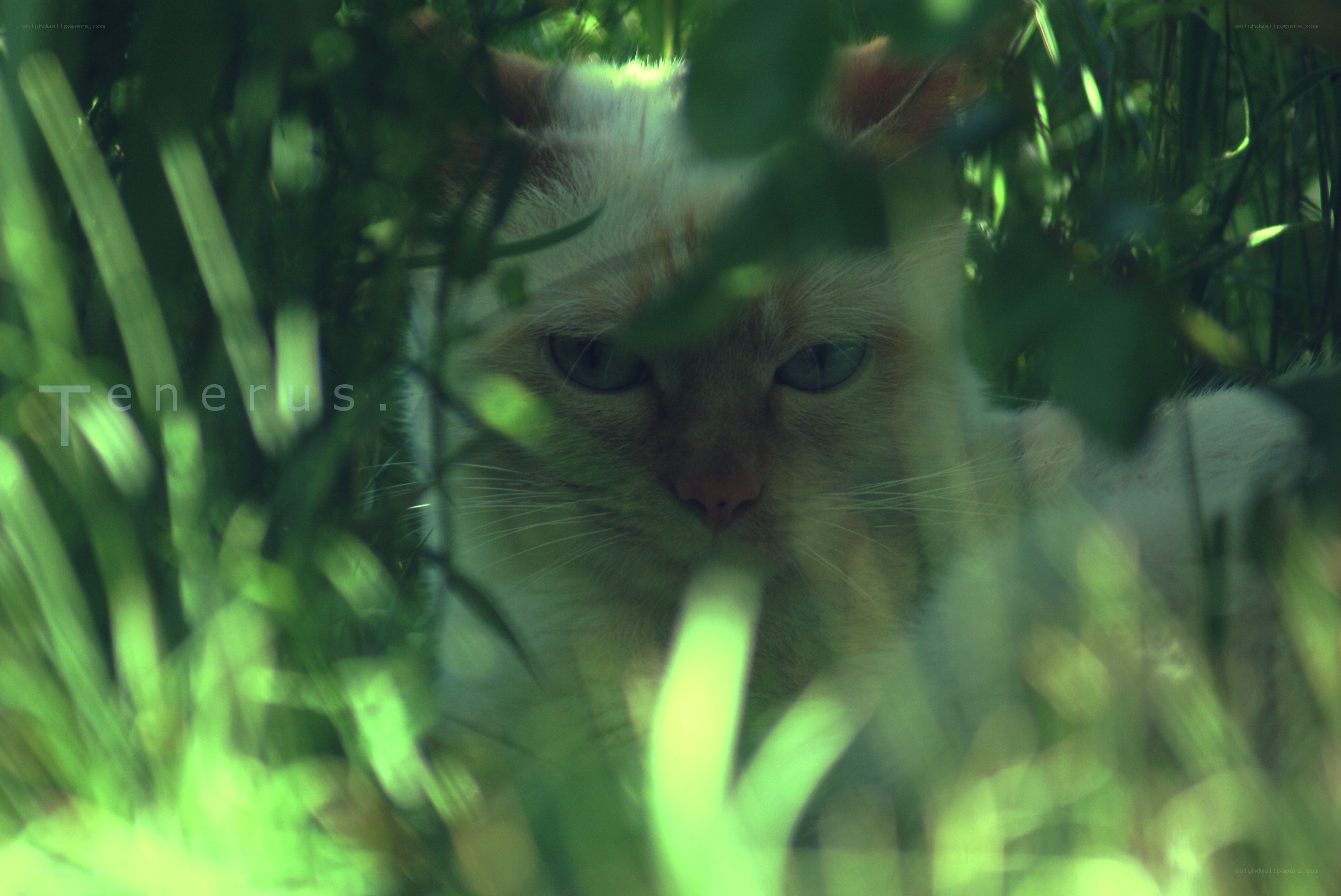 cat in green foliage