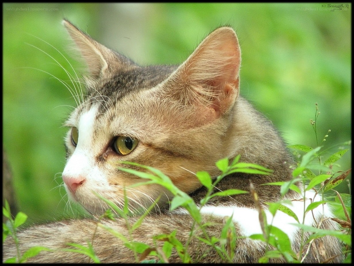 cat in green foliage