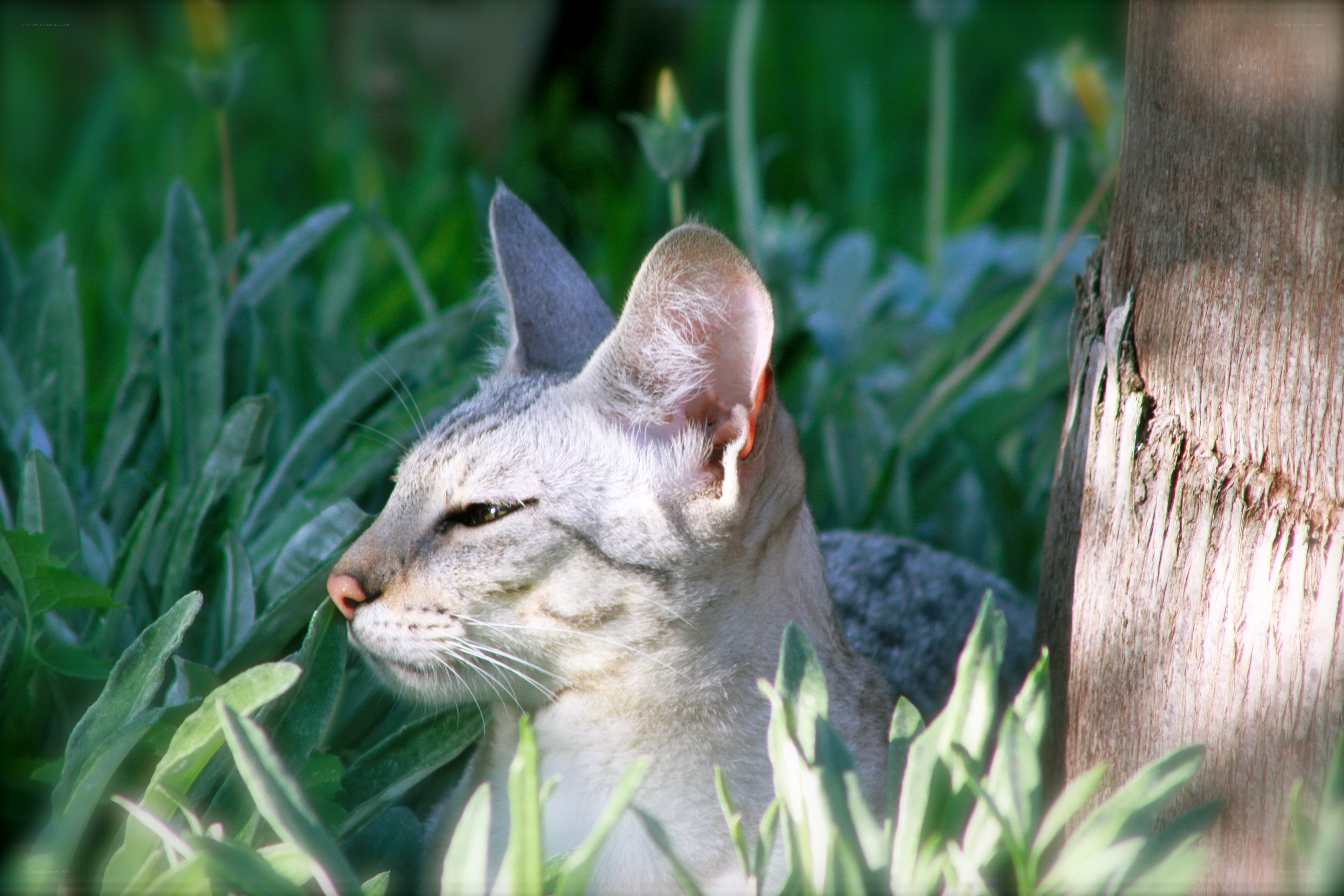 cat in green foliage