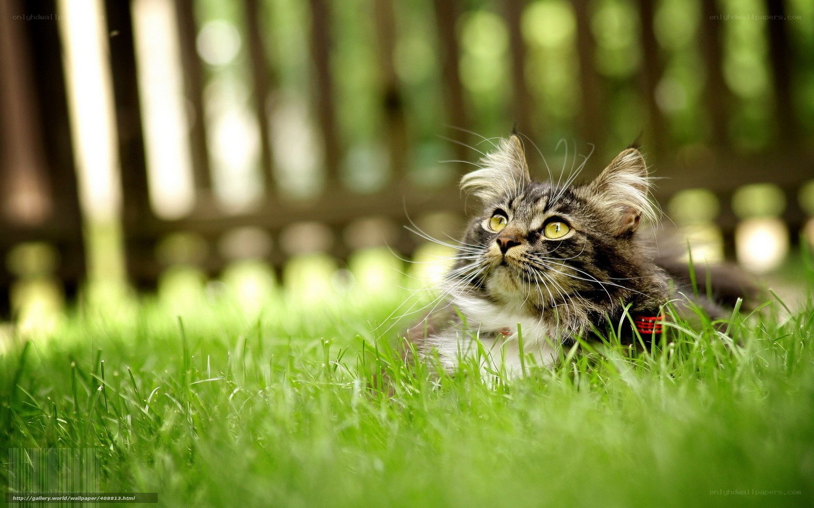 cat in green grass