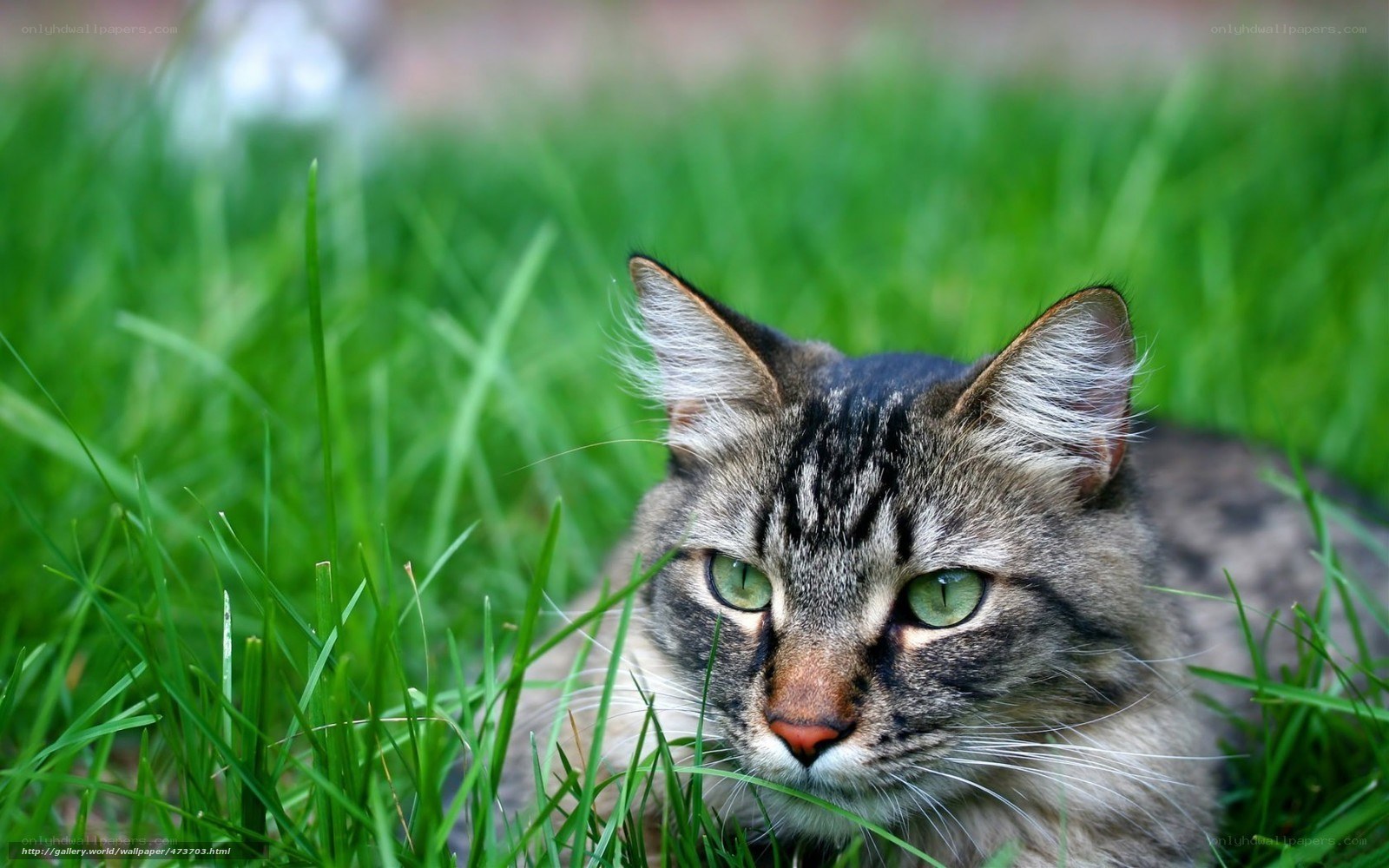 cat in green grass