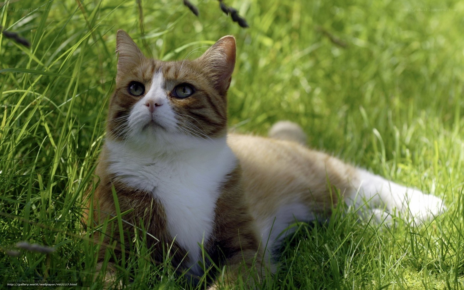 cat in green grass