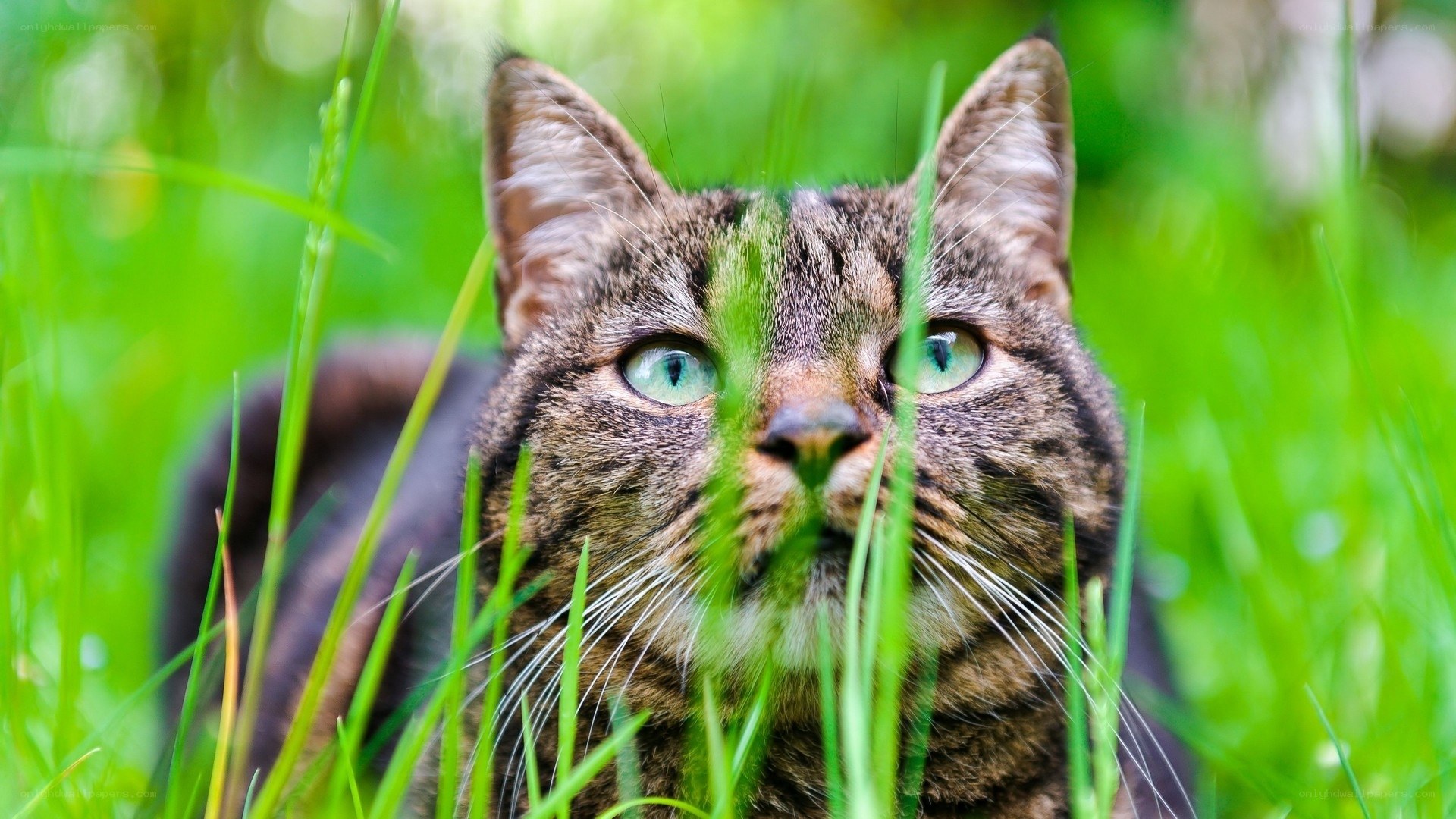 cat in green grass