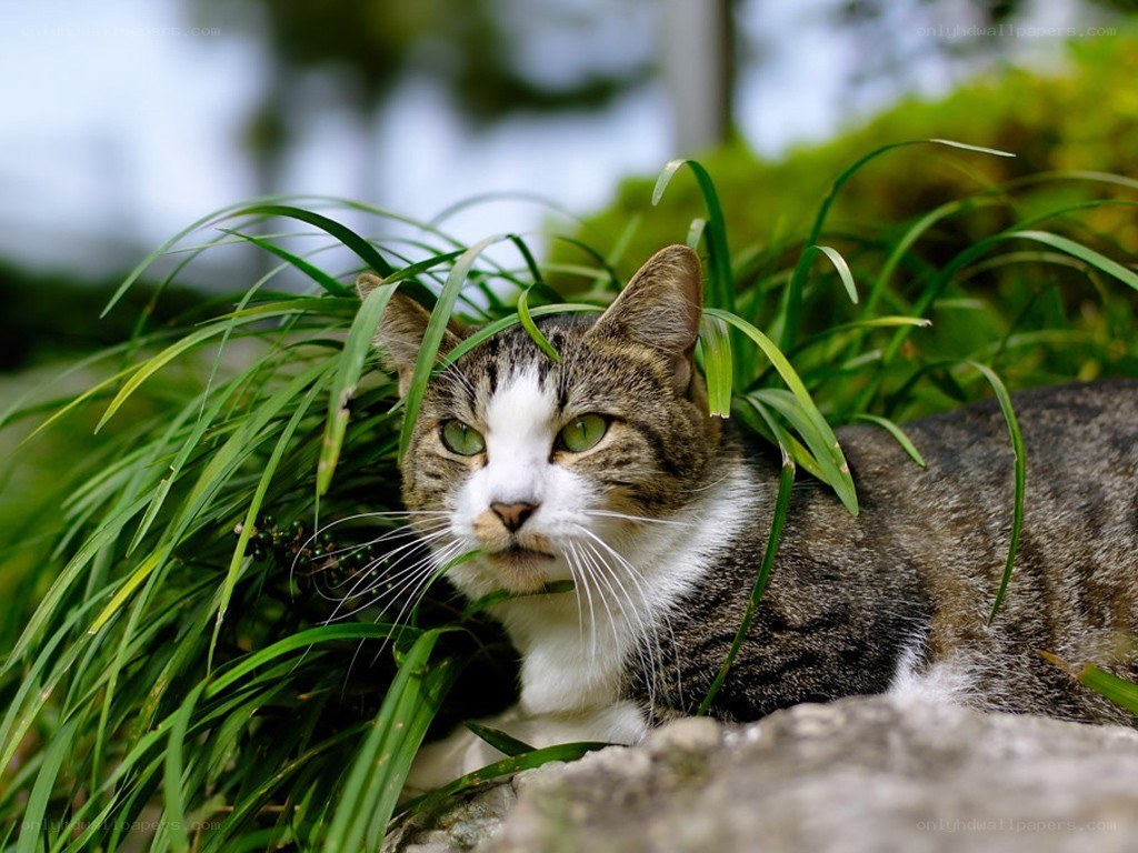 cat in green grass