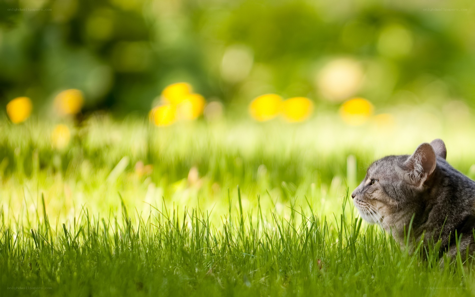 cat in green grass