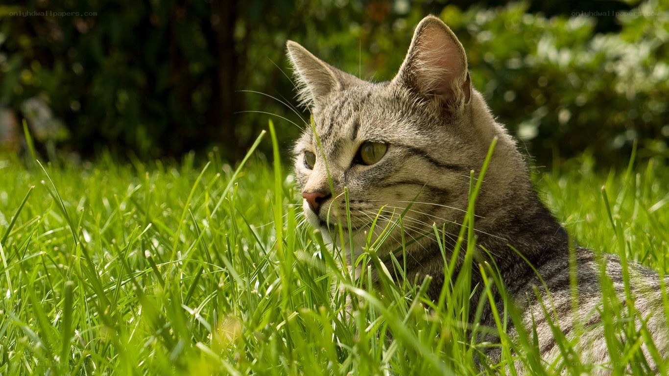 cat in green grass