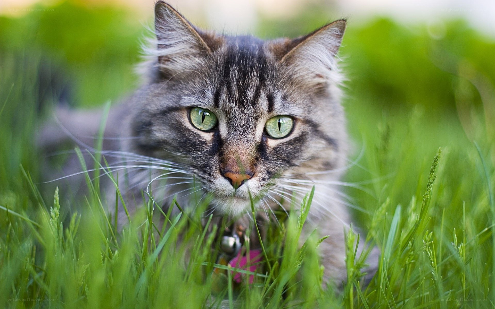 cat in green grass