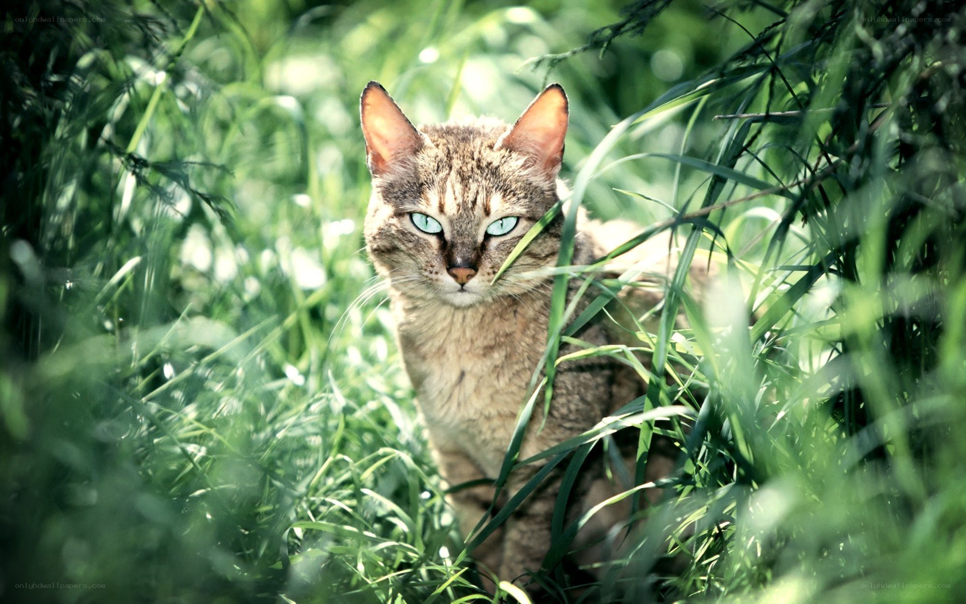 cat in green grass