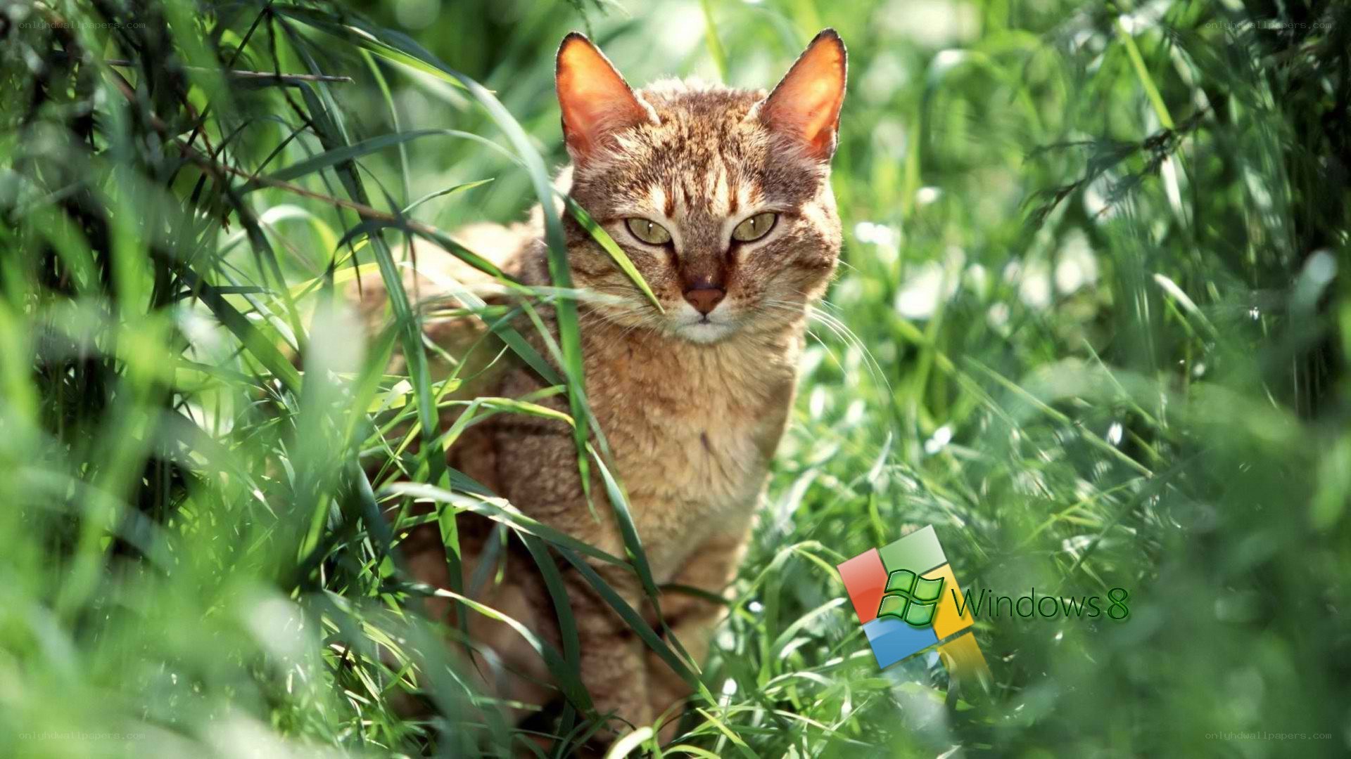 cat in green grass