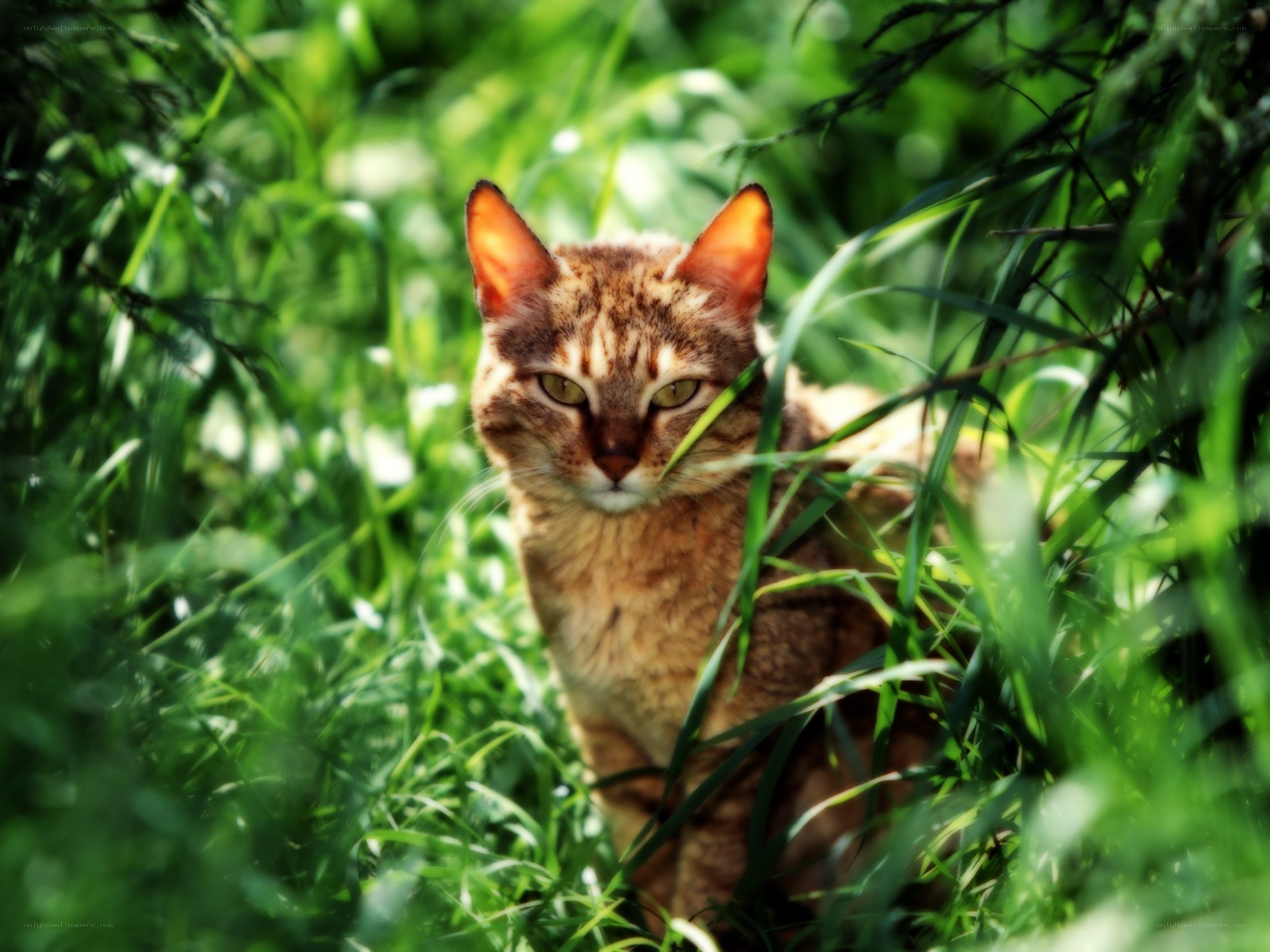 cat in green grass