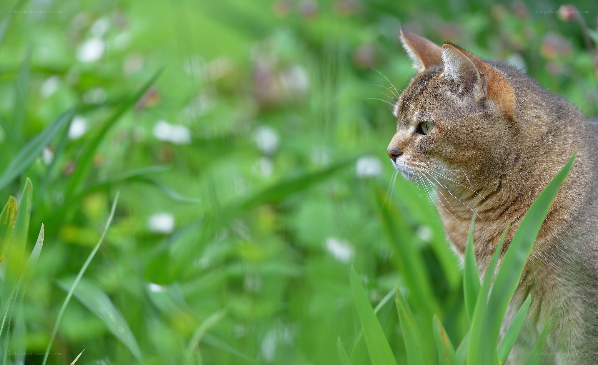 cat in green grass