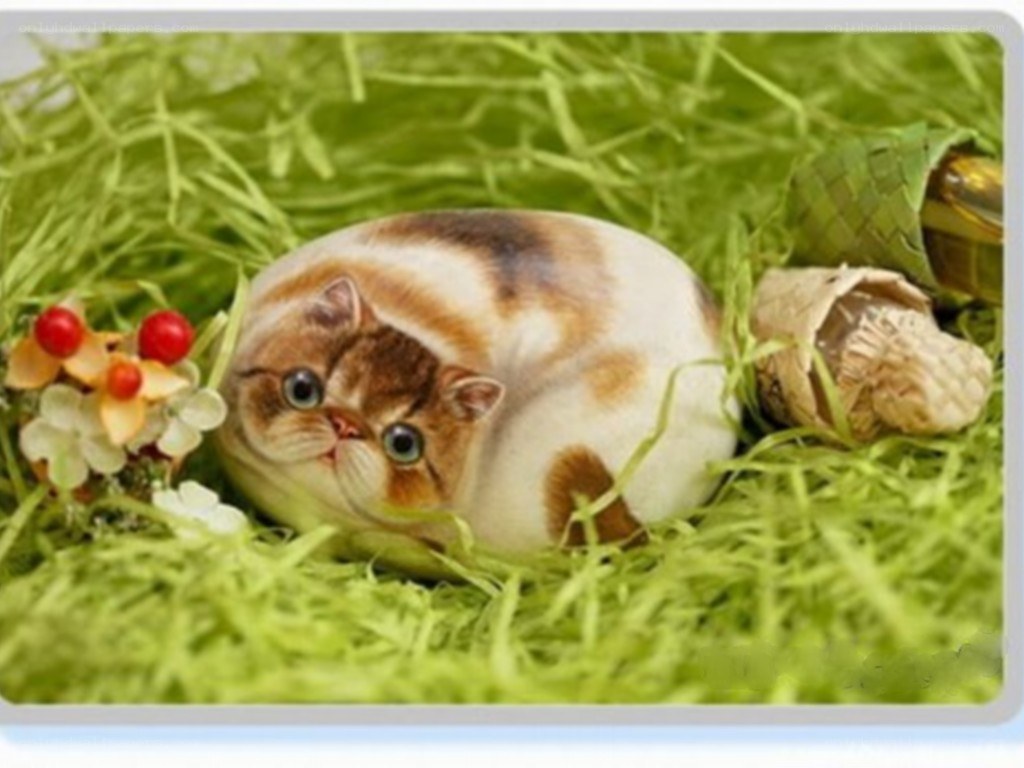 cat in green grass