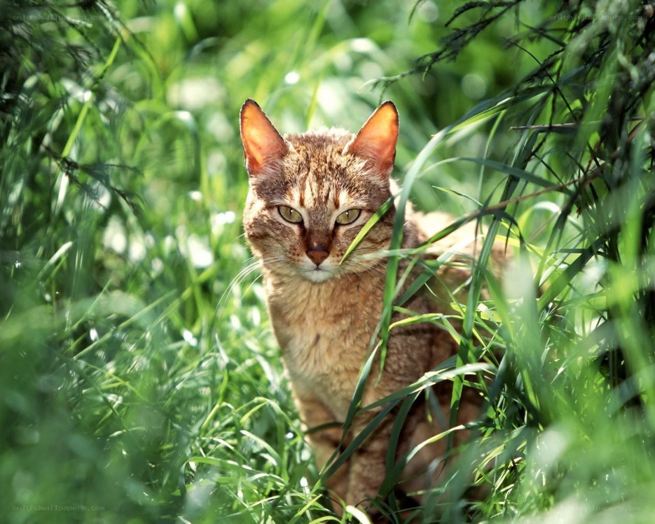 cat in green grass