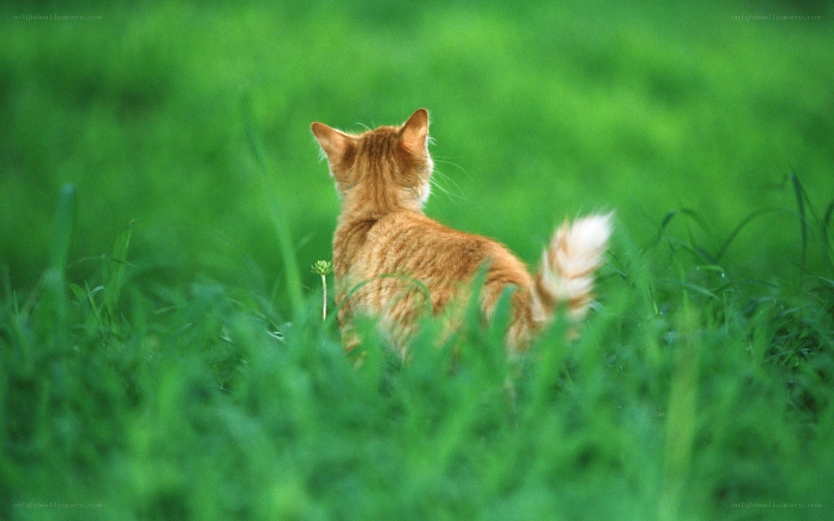 cat in green grass