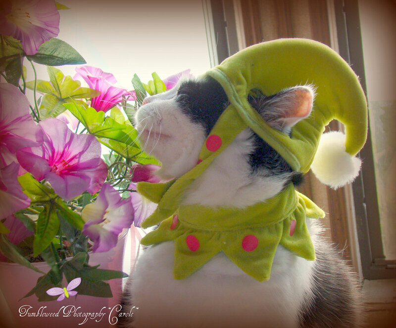 Cat in Green Hat — Calm