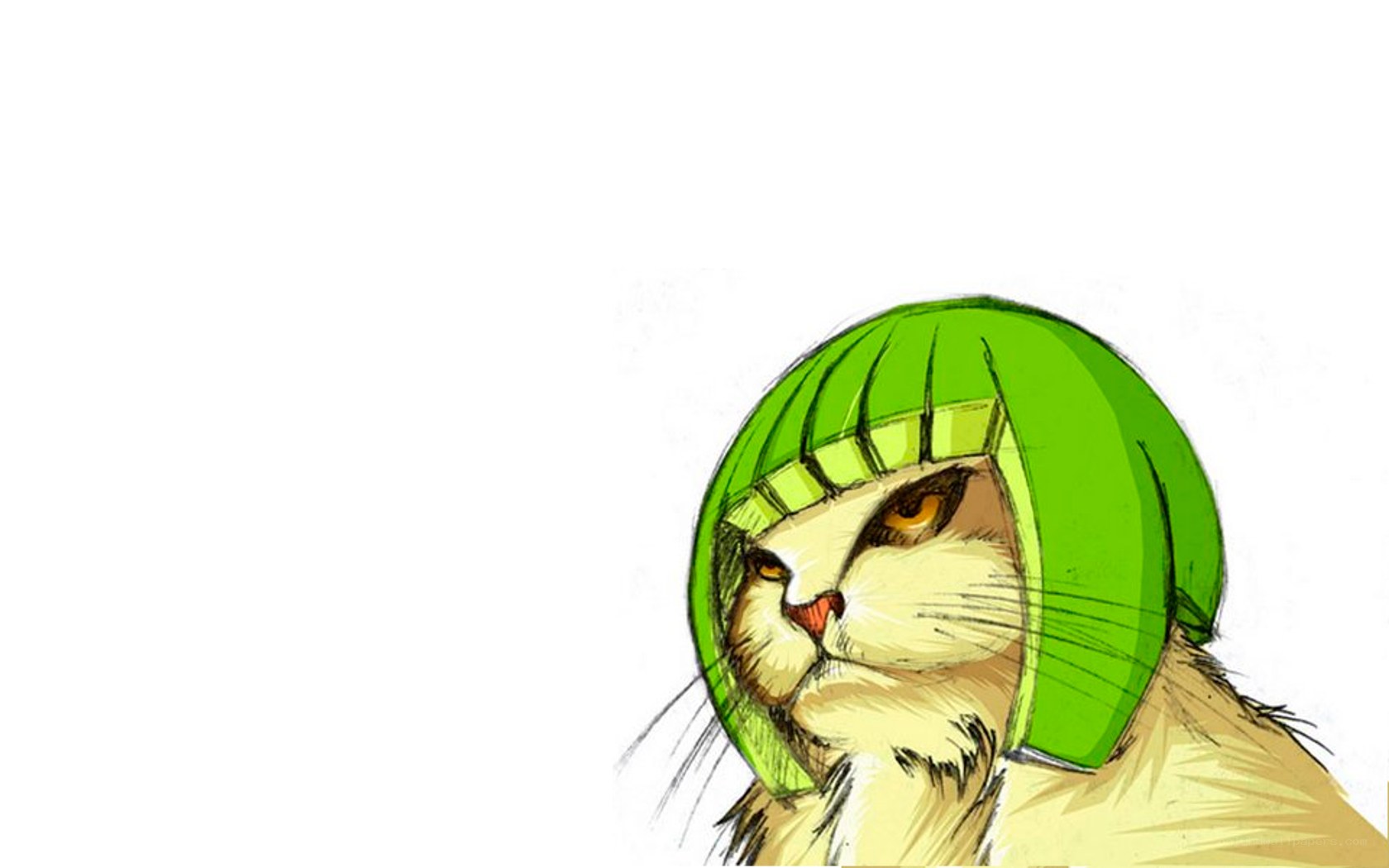 cat in green helmet