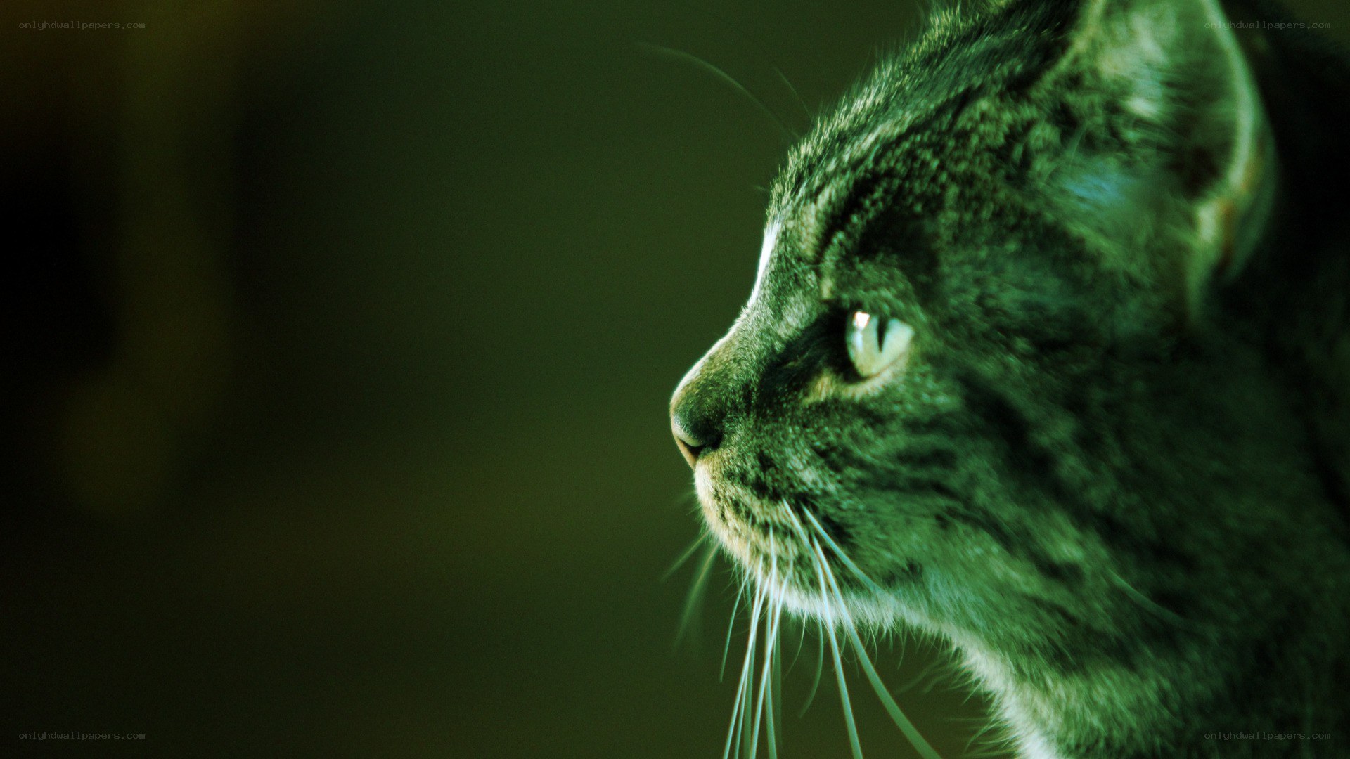 cat in green light