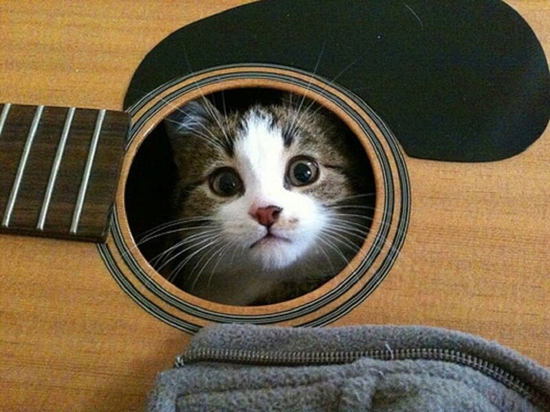 Cat in Guitar Soundhole — Brown