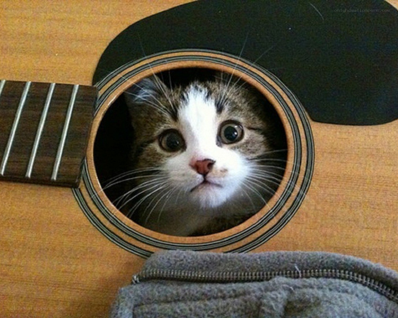 cat in guitar soundhole