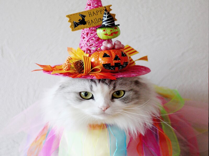 Cat in Halloween Hat