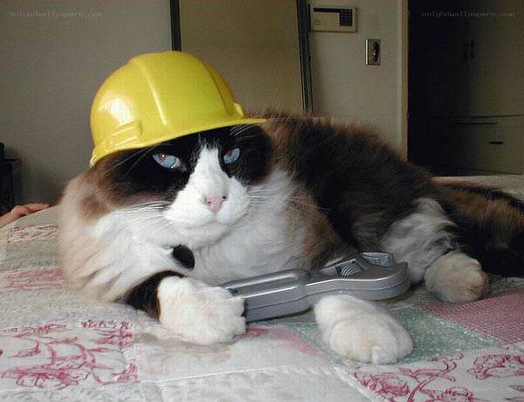 cat in hard hat with wrench