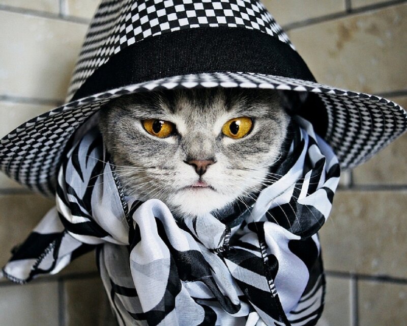Cat in Hat and Scarf — Gray