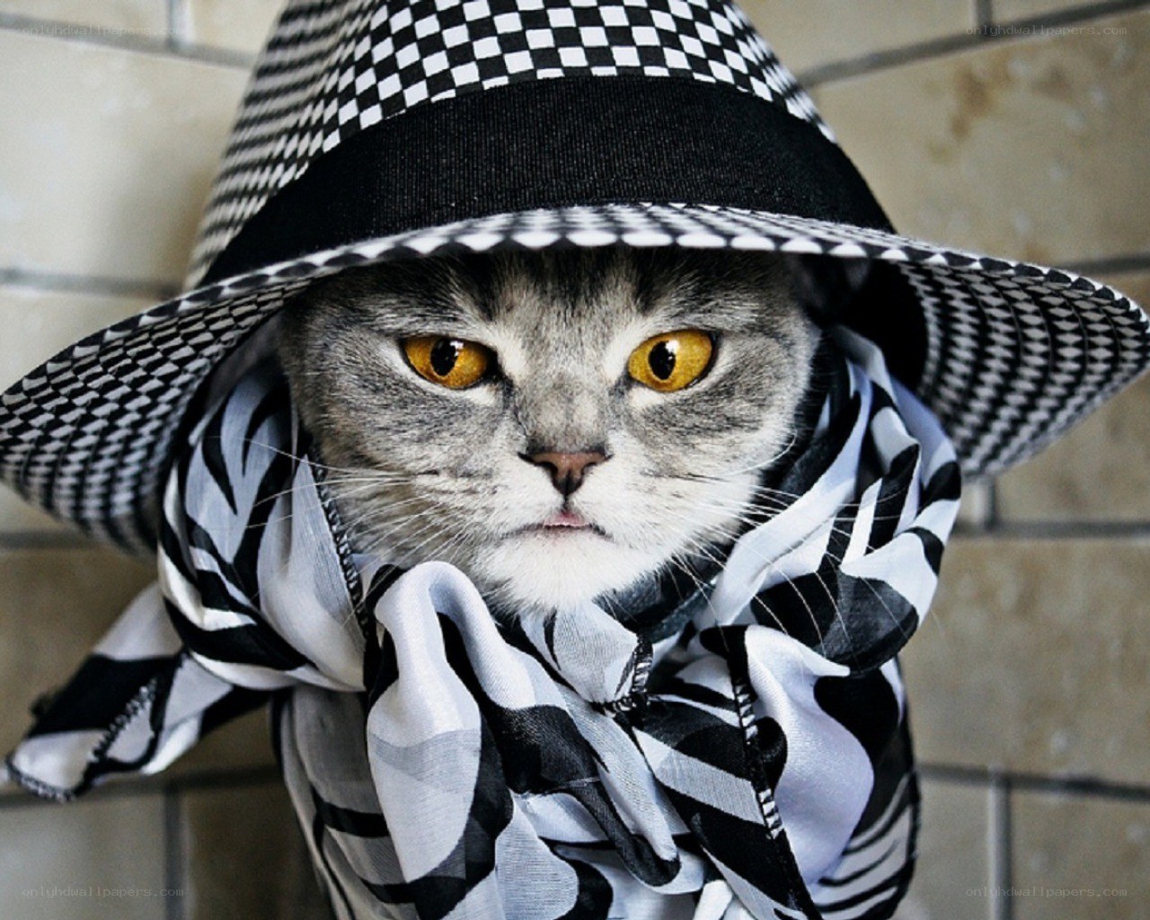 cat in hat and scarf
