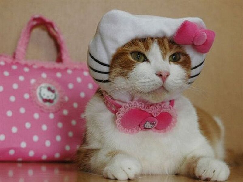 cat in hello kitty outfit