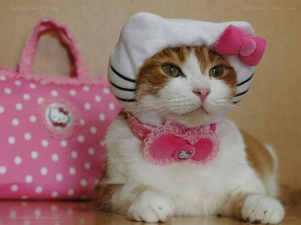 cat in hello kitty outfit