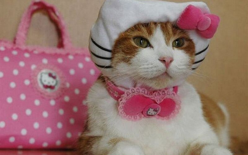 cat in hello kitty outfit