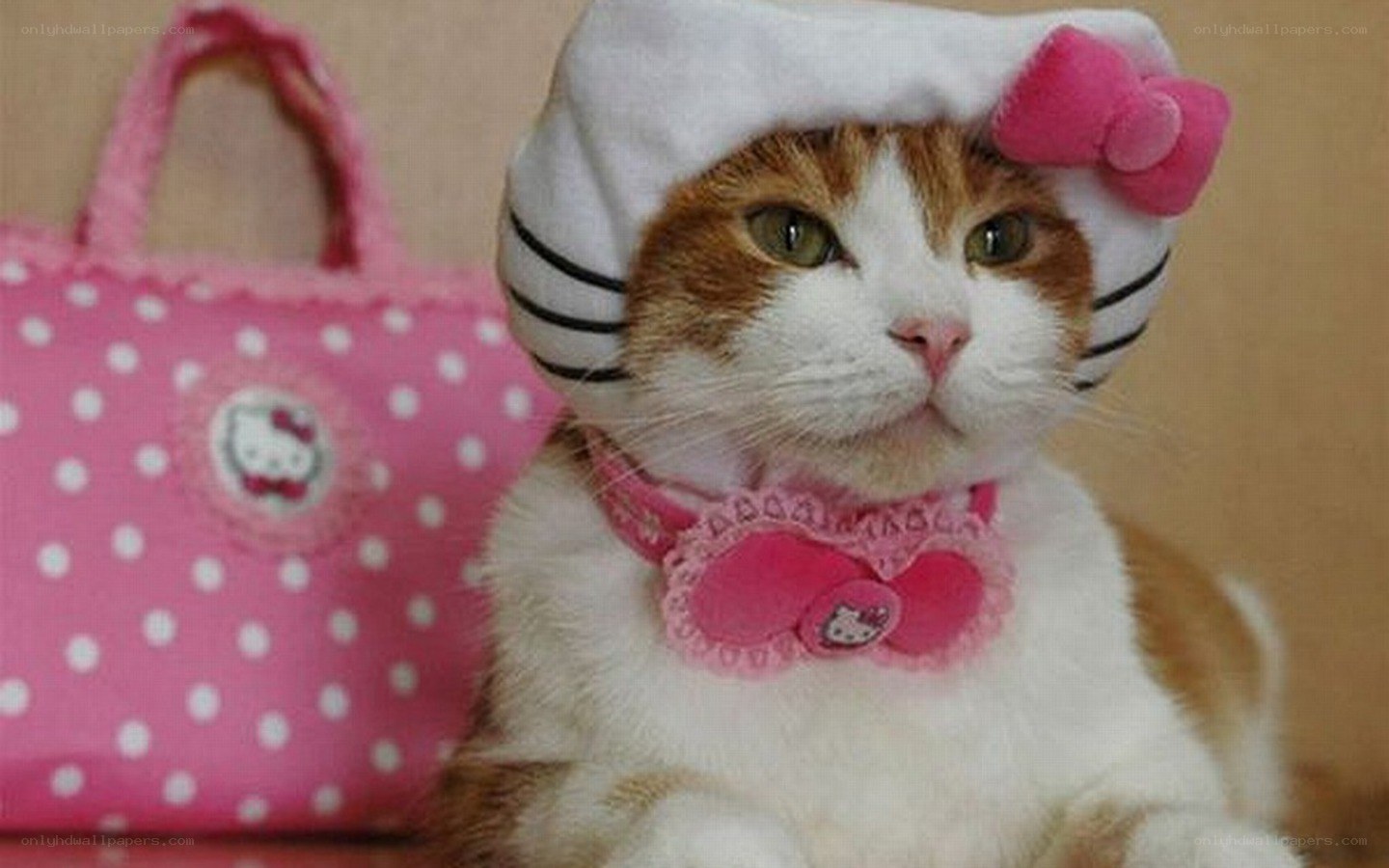 cat in hello kitty outfit