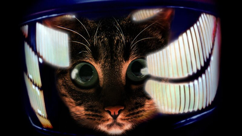 Cat in Helmet — Black, Dramatic