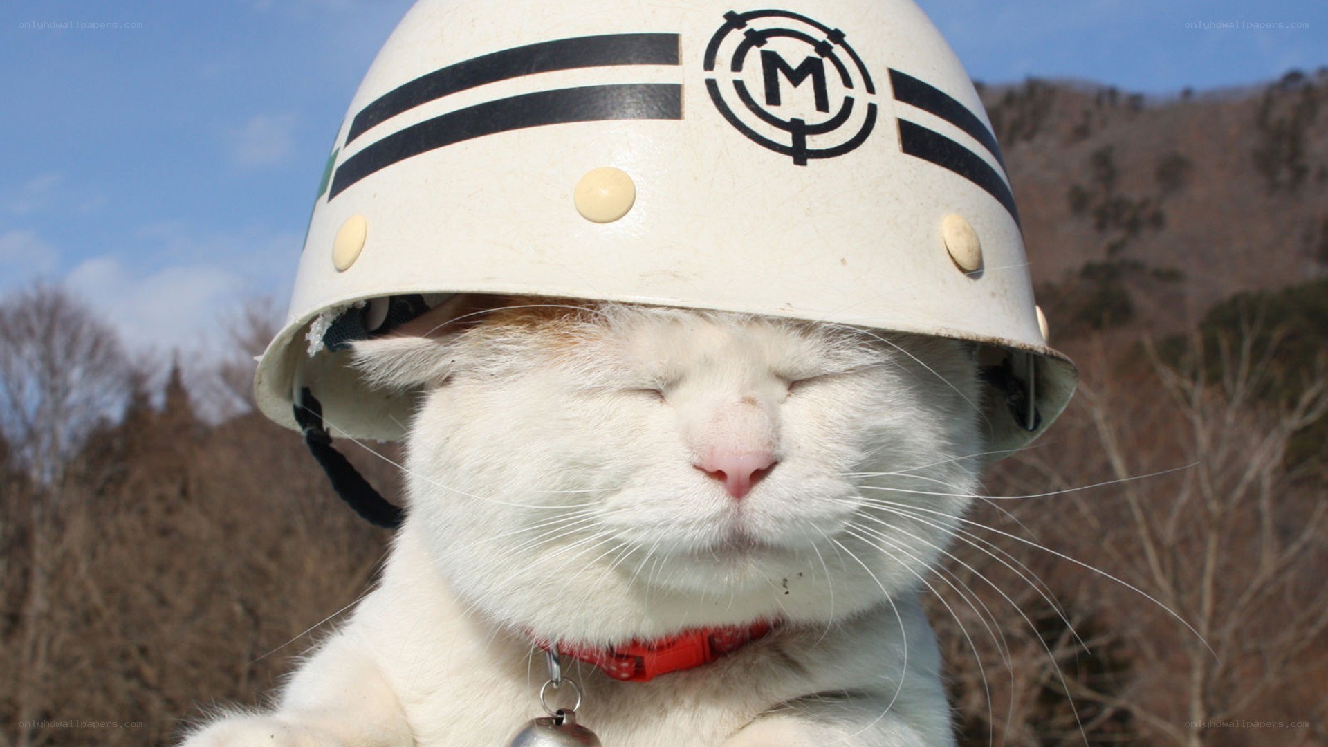 cat in helmet