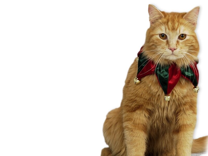 cat in holiday collar