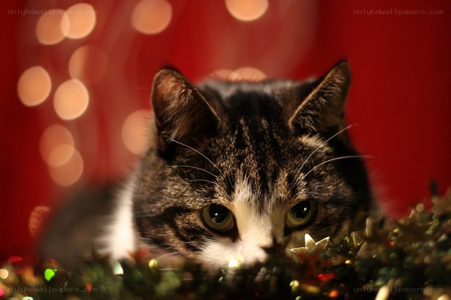 cat in holiday decorations