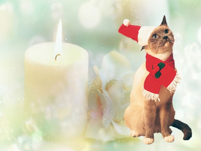 Cat in Holiday Hat