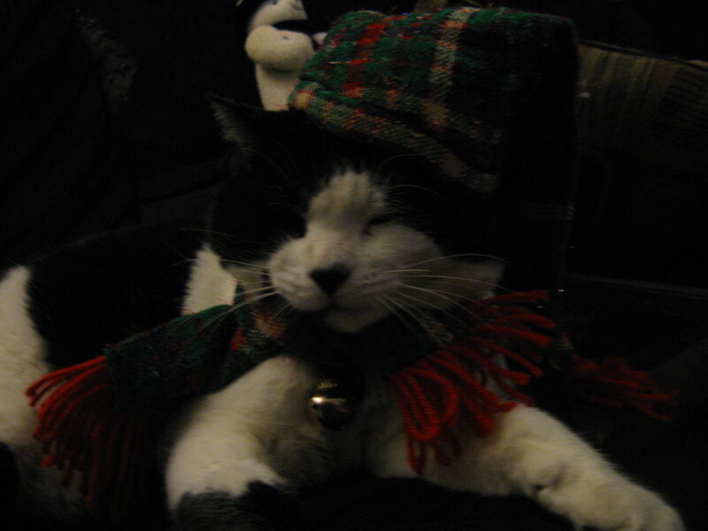 cat in holiday scarf