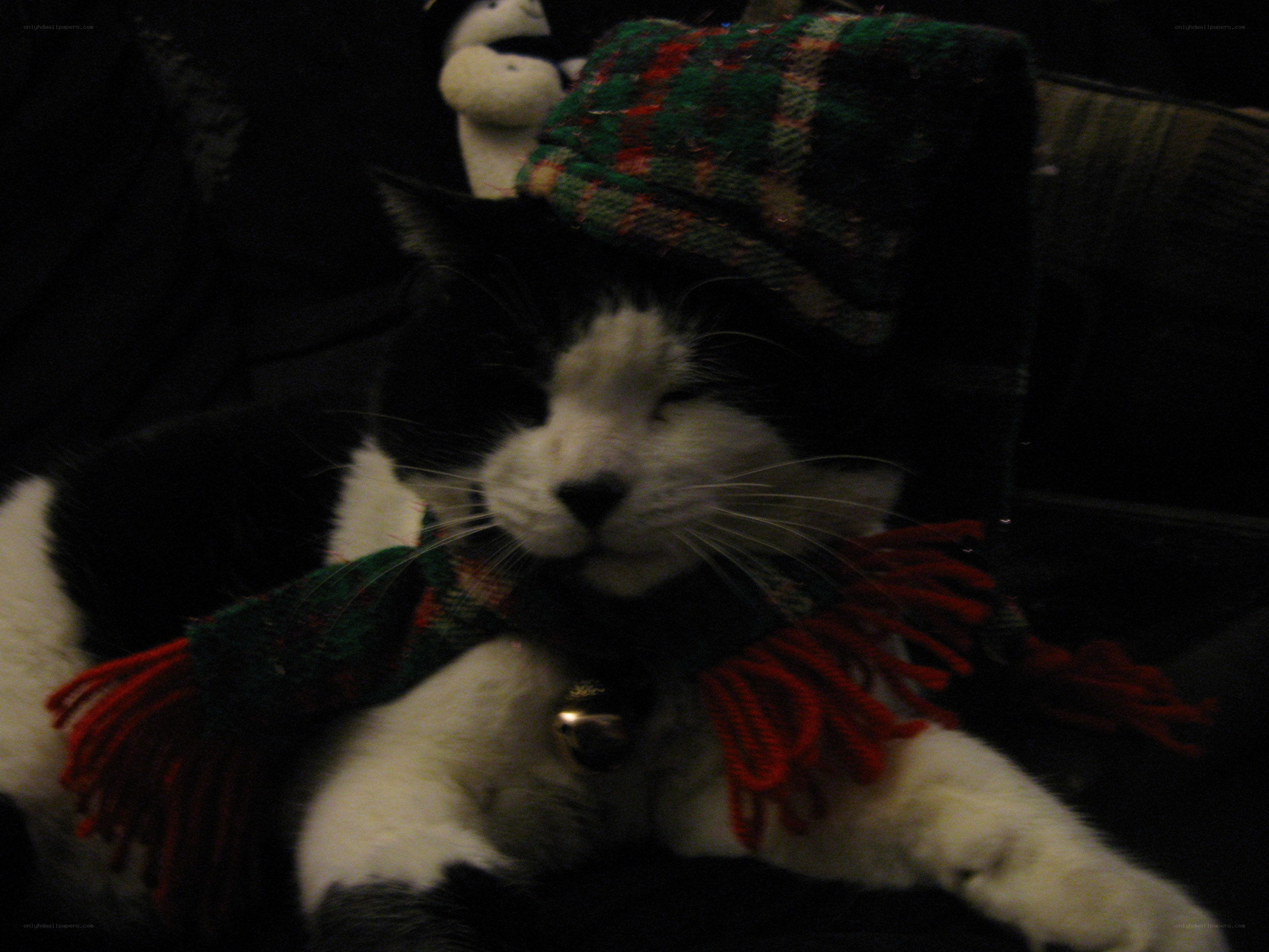 cat in holiday scarf