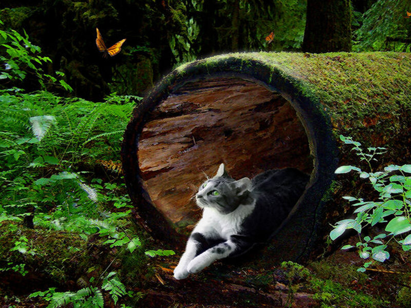 Cat in Hollow Log