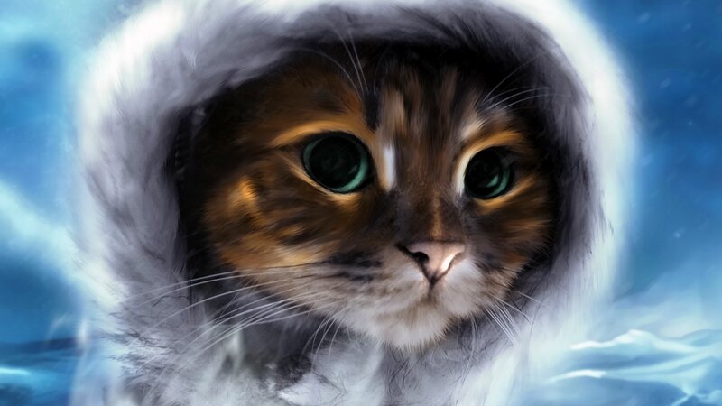 Cat in Hooded Coat