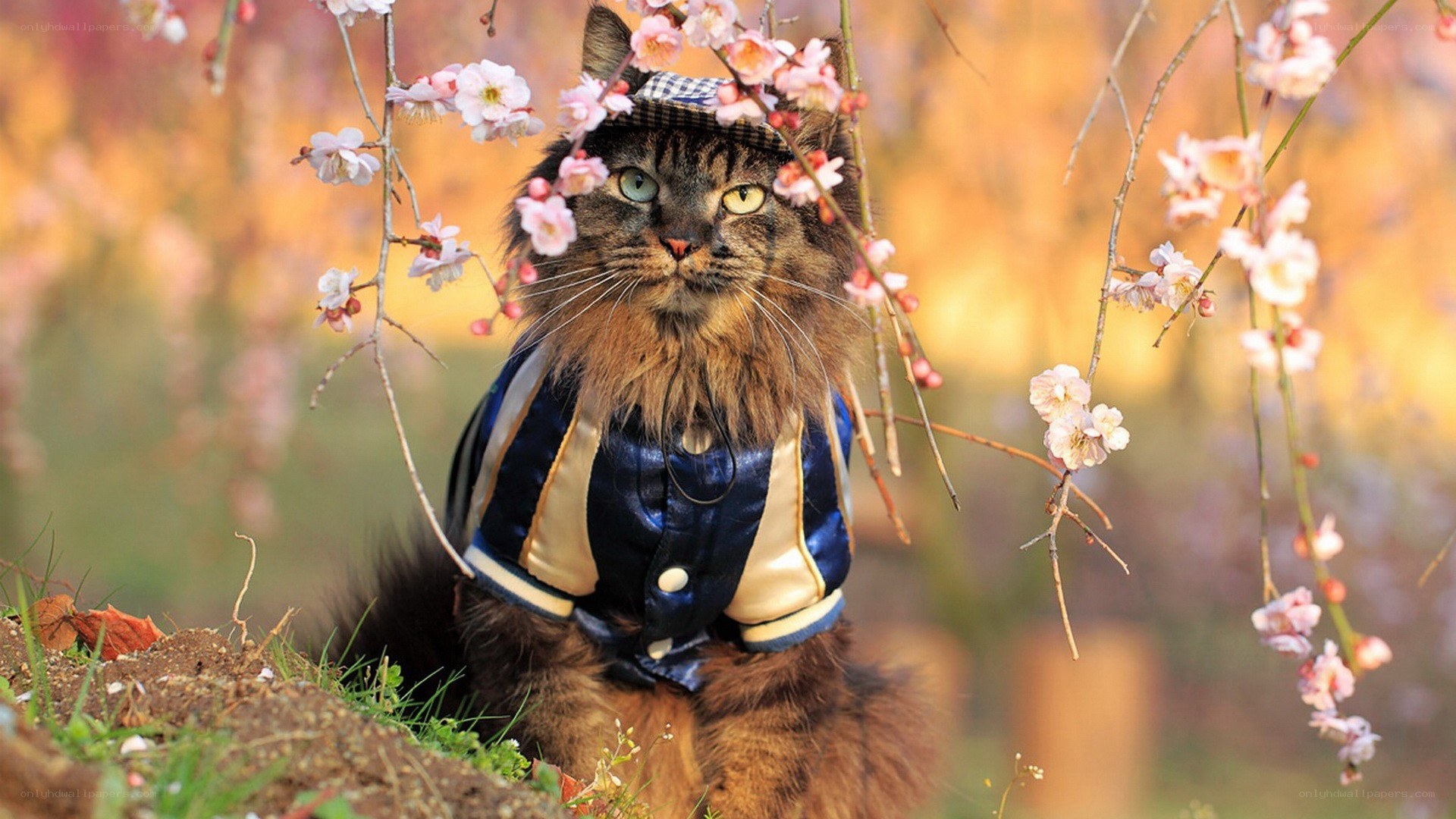 cat in jacket among blossoms