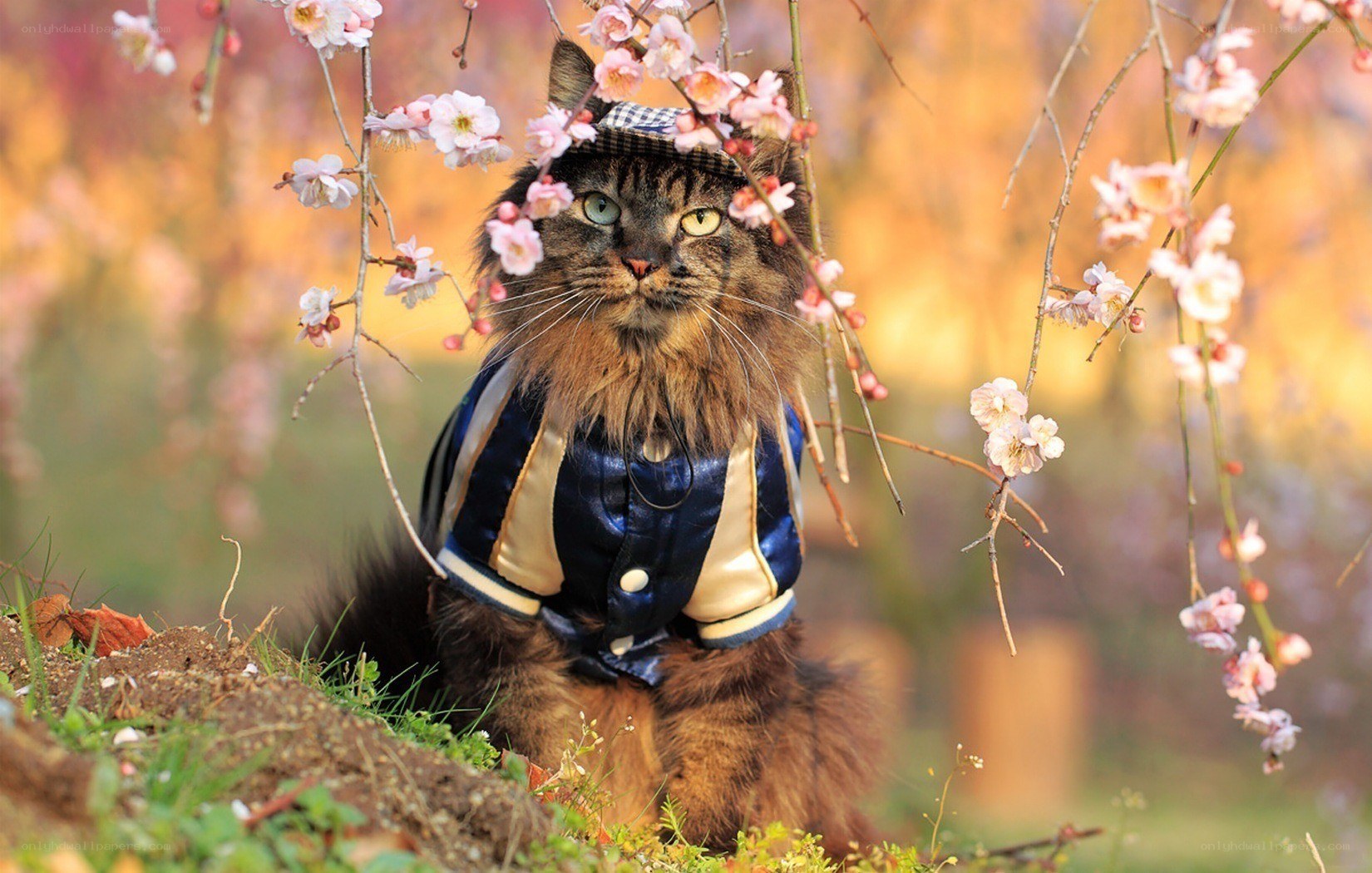 cat in jacket among blossoms