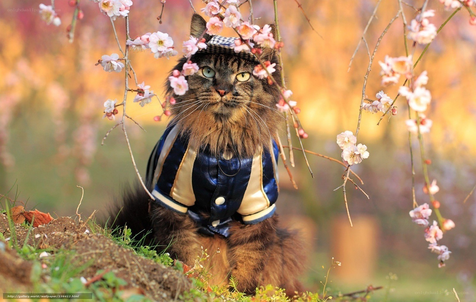 cat in jacket under blossoms