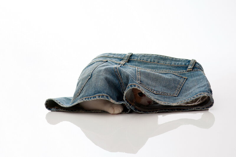 Cat in Jeans — Blue