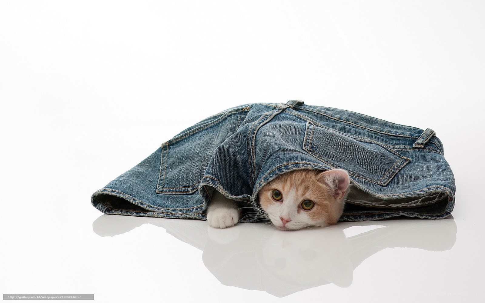 cat in jeans on white