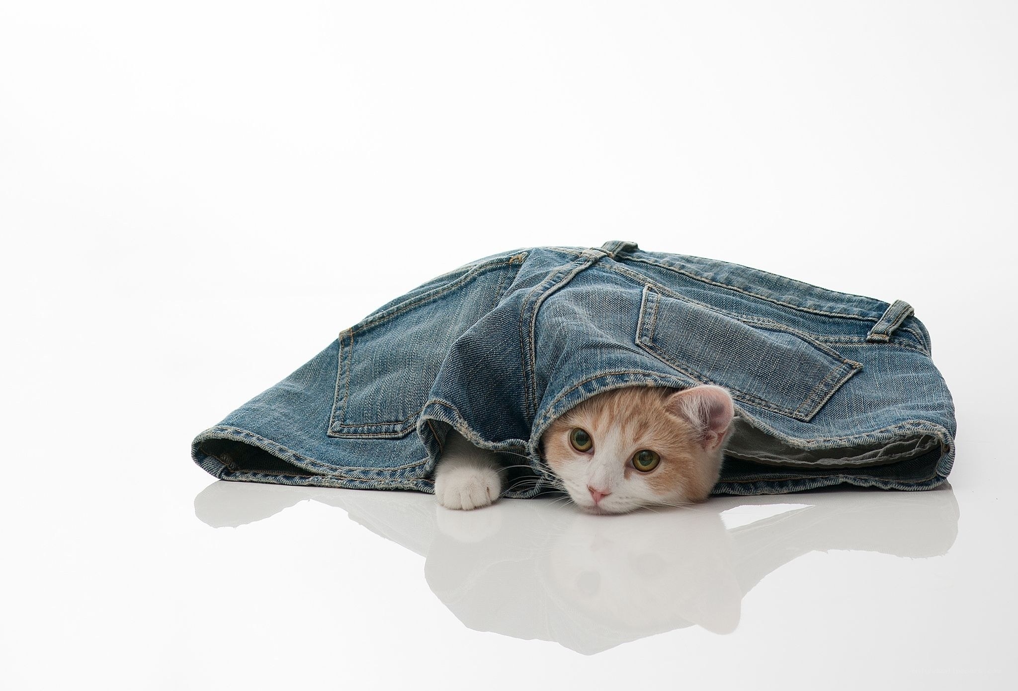 cat in jeans pants