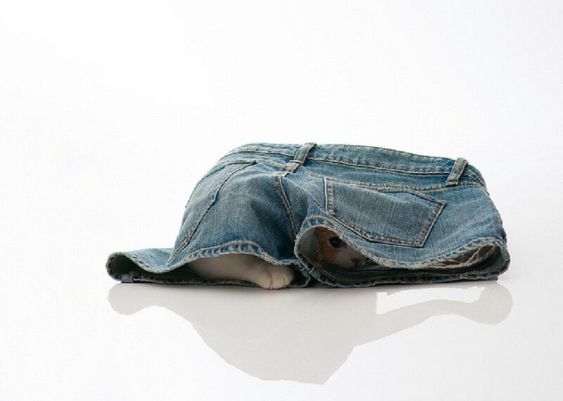 Cat in Jeans