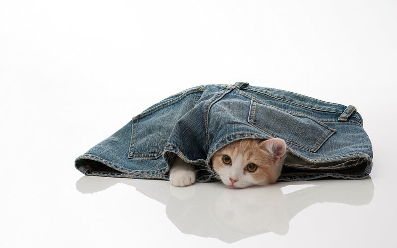 Cat in Jeans — White